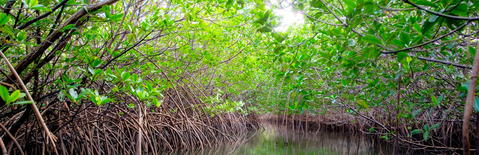 Banner image of a mangrove in juniper inlet.