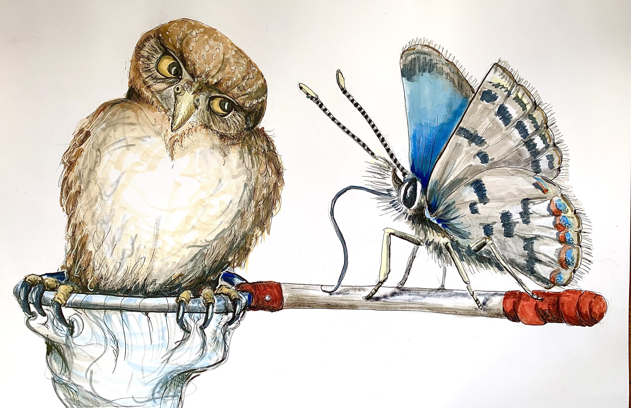 Original artwork from the Pollinator Hotshot project on public engagement with parks depicts a large brown owl and a blue striped moth sitting side by side atop a net.