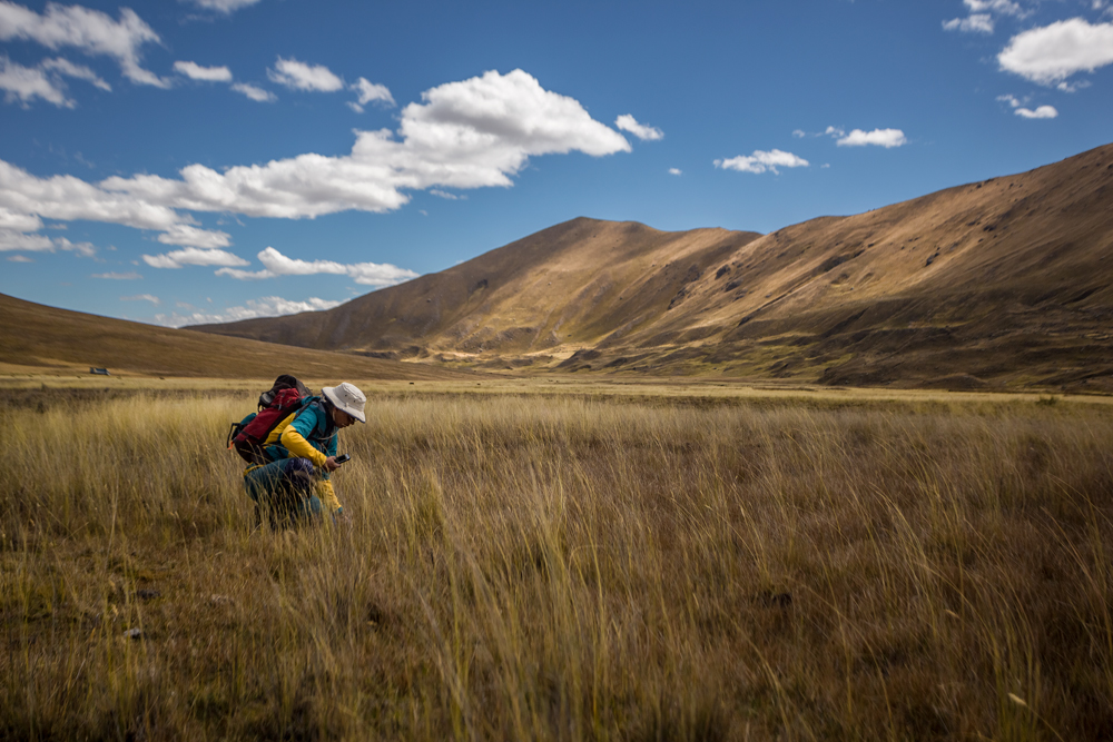 Dr. Gillian Bowser appears examining ecological indicators of climate change within a field of tall grass overlooking mountains on the horizon at the Huascaran National Park in Peru