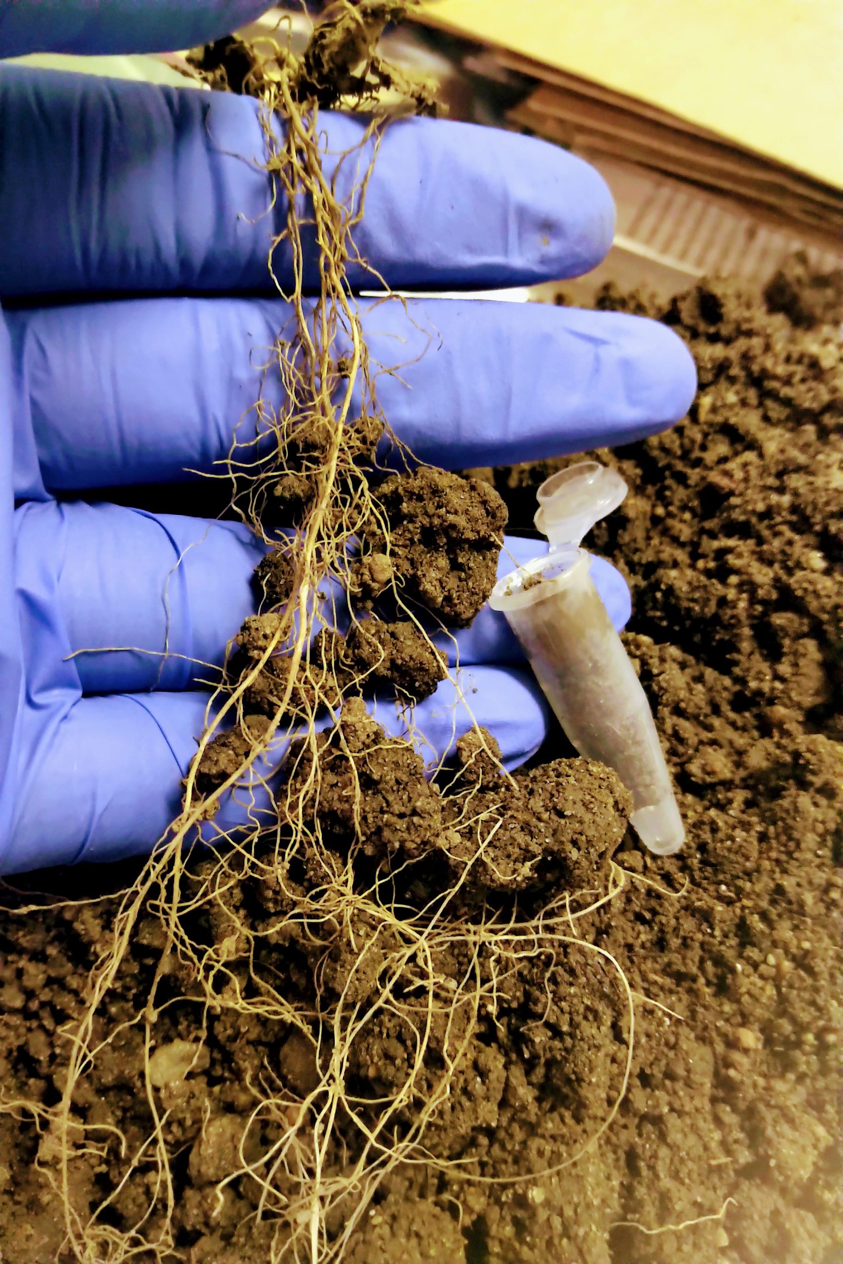 a hand wearing a blue glove holds up a section of plant roots coated in chunks of brown soil