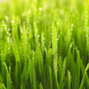 Dew on Green Grass --- Image by © Royalty-Free/Corbis