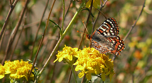 The Quino Checkerspot Butterfly (Euphydryas editha quino) is federally listed as “Endangered” throughout its range in California and New Mexico. Credit, US Fish and Wildlife Service