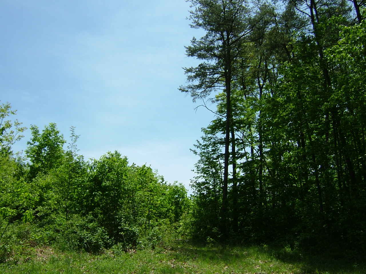 The tall, mature trees of a late-succession forest (right) stand next to the young regrowth of a clear-cut forest in central Pennsylvania. The deeper volume of organic matter on the floor of a mature forest can capture more of the nutrient nitrogen when it enters the forest than the clear-cut can. Credit, David Lewis.