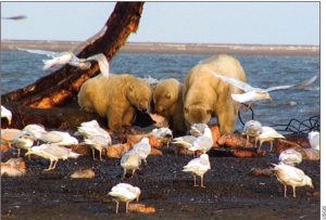 When polar bears (Ursus maritimus) meet glaucous gulls (Larus hyperboreaus) over the remains of a bowhead whale (Balaena mysticetus), they may be sharing more than a meal. As the warming climate brings animals into new proximity, parasites, viruses, and bacteria can find opportunities to spread to new and naïve hosts, sometimes jumping from birds to mammals, and from marine ecosystems to land ecosystems. Photo credit, USGS.