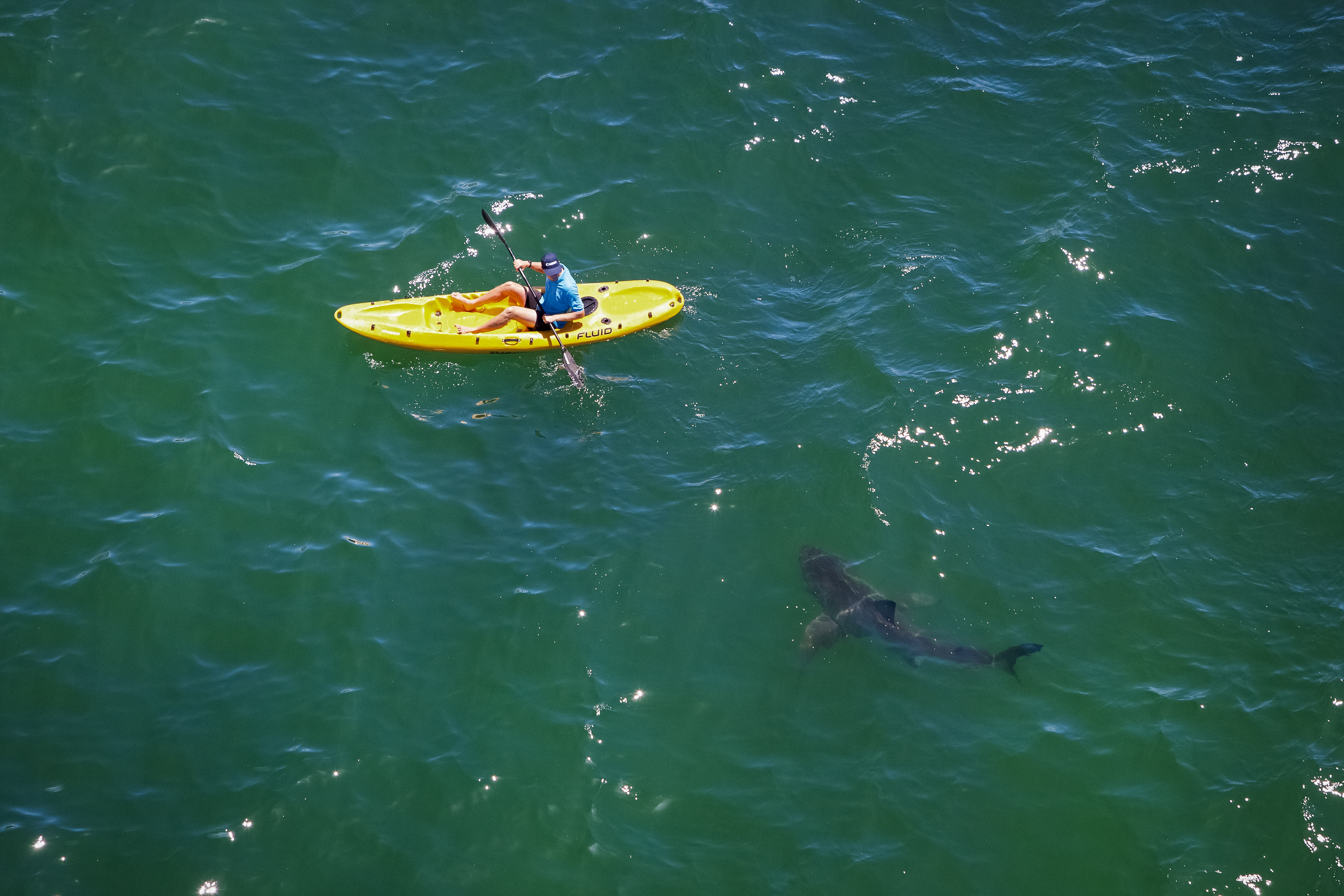 A great white shark (Carcharodon carcharias) approaches a kayaker in Mossel Bay, South Africa. Credit, C & M Fallows/SeaPics.com; used by permission.