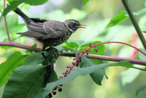 Is a robin eating backyard pokeweed berries a welcome visitor or weed-spreading nuisance? Credit, C. Whelan.