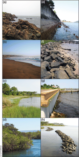 Natural and artificially hardened shorelines found in the US. With three research presentations at the Centennial Meeting and a concurrent article in ESA Frontiers, Rachel Gitman and colleagues’ findings on the “hardening” of shorelines with artificial structures grew into one of the most popular news stories to come out of the Baltimore meeting.