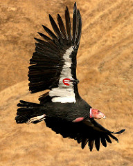 An endangered California condor soars through the Bitter Creek National Wildlife Refuge in California, where captive-bred birds are released into the wild. Condor conservation benefits from unusually rigorous population monitoring compared to most recovery programs for endangered species. Credit, USFWS.