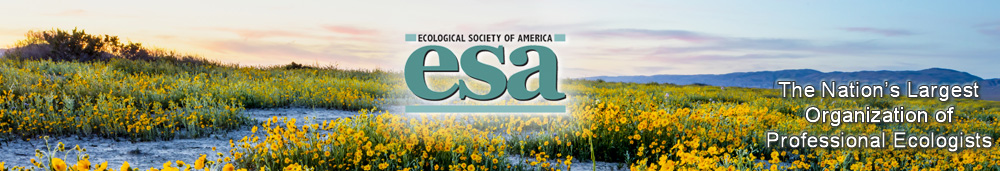 Yellow wildflowers fill the foreground in this image of a mountain vista in the late day's light.
