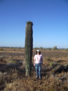 Biogeographer Taly Drezner stands beside a middle-aged saguaro cactus at Kofa National Wildlife Refuge near Yuma, Arizona. Credit, Taly Drezner