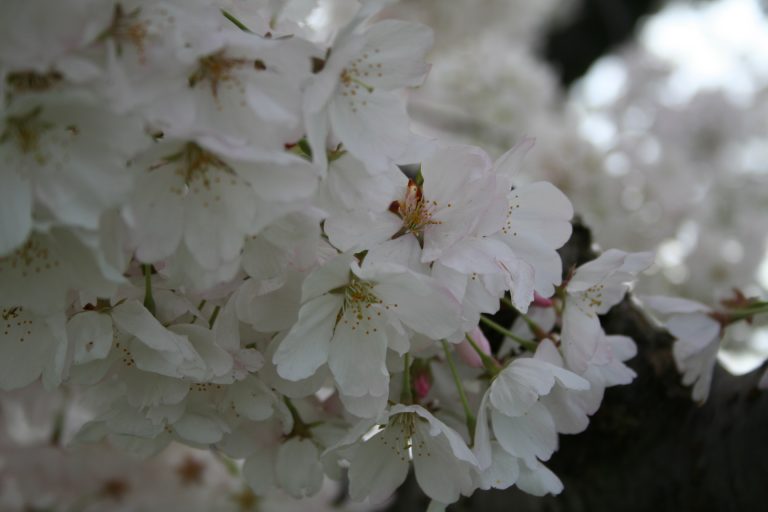 Yoshino Cherry Blossom, first day of spring, 2012