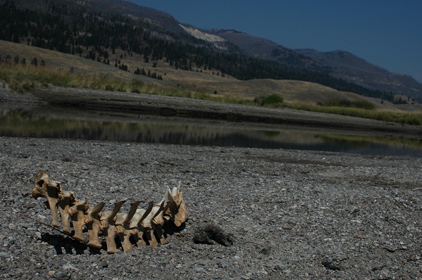 Backbone: the bared vertebrae of an elk lie on a riverbank in Yellowstone National Park. Credit, Joshua Miller.