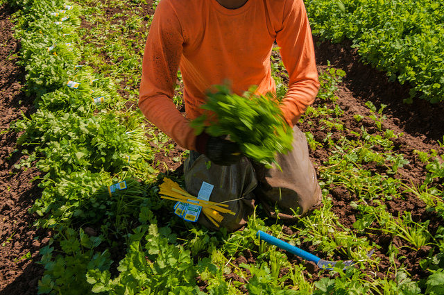 Migrant workers harvest Lettuce at Lakeside Organic Gardens in Watsonville, (Salinas Valley) CA on Tuesday, Aug. 27, 2013. USDA photo by Bob Nichols.