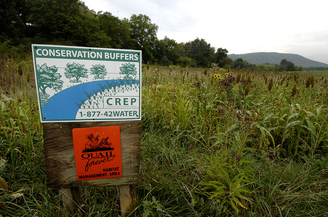 usda conservation buffers Chesapeake Bay
