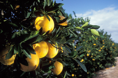 florida oranges USDA flickr