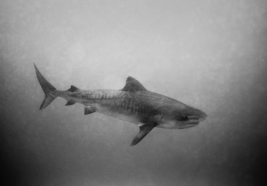 A tiger shark (Galeocerdo cuvier) photographed in Hawaiian waters by Wayne Levin.