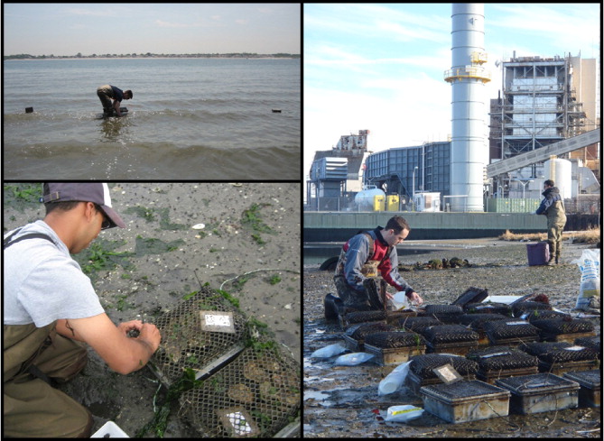 The dense urban life of Queens surrounds Jamaica Bay, NY, where Timothy Hoellein and Chester Zarnoch measured the effect of oysters on the nitrogen cycle. Oysters once clustered thickly in Hudson River estuaries, but disappeared in the twentieth century under the combined effects of harvesting, habitat loss, and pollution, especially sewage. Public interest in oyster restoration and ecosystem services has opened many research questions. Hoellein and Zarnoch fixed cages of oysters below the low-tide line (top left) and returned twice a month to sample carbon and nitrogen in the sediment. A natural-gas-burning power plant flanked the moderately nutrient-loaded study site at Mott’s Basin (right panel). Credit, Timothy Hoellein and Chester Zarnoch.