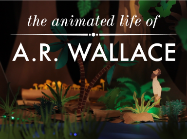 still from "The Animated Life of A.R. Wallace." Sweetfern Productions.