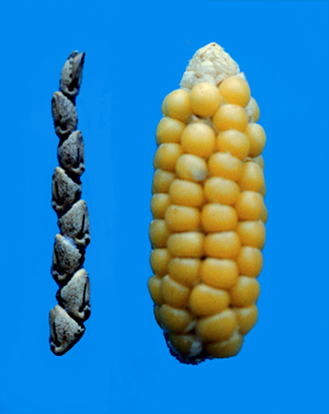 George Beadle crossed an Argentine popcorn varietal with teosinte (left) and selected the smallest progeny to create a ‘reconstructed’ ear of ancient maize(right). Beadle, a winner of the Nobel Prize in 1958 for his work uncovering the expression of genes as enzymes, had posed the “teosinte hypothesis” in his youth, and spent his retirement on an elaborate crossbreeding project to persuade skeptics that maize was domesticated from teosinte, producing evidence of selection on as few as four or five major genes. Genetic sequencing of Zea mays has confirmed his hypothesis. Credit, John Doebley.