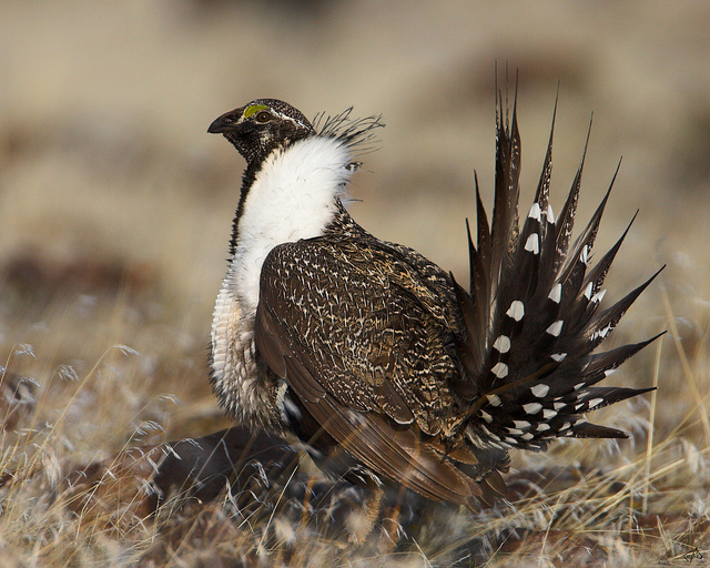 A greater sage grouse male, photographed by Jeanne Stafford, US Fish and Wildlife Nevada office.