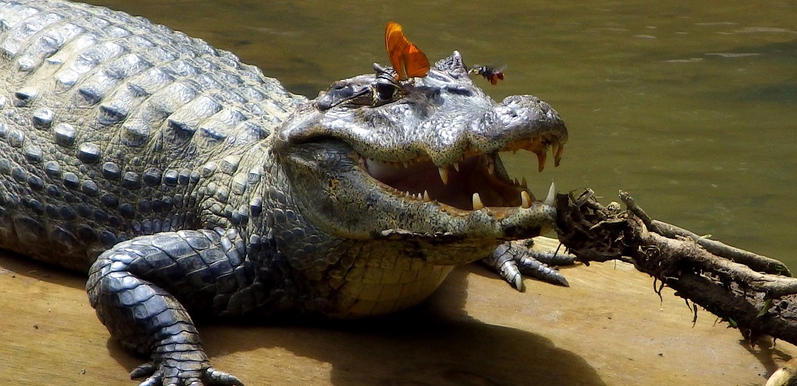 A Julia butterfly (Dryas iulia) and a solitary bee (Centris sp.) sip tears from the eyes of spectacled caiman (Caiman crocodilus) on Costa Rica’s Puerto Viejo River. Credit, Carlos de la Rosa.