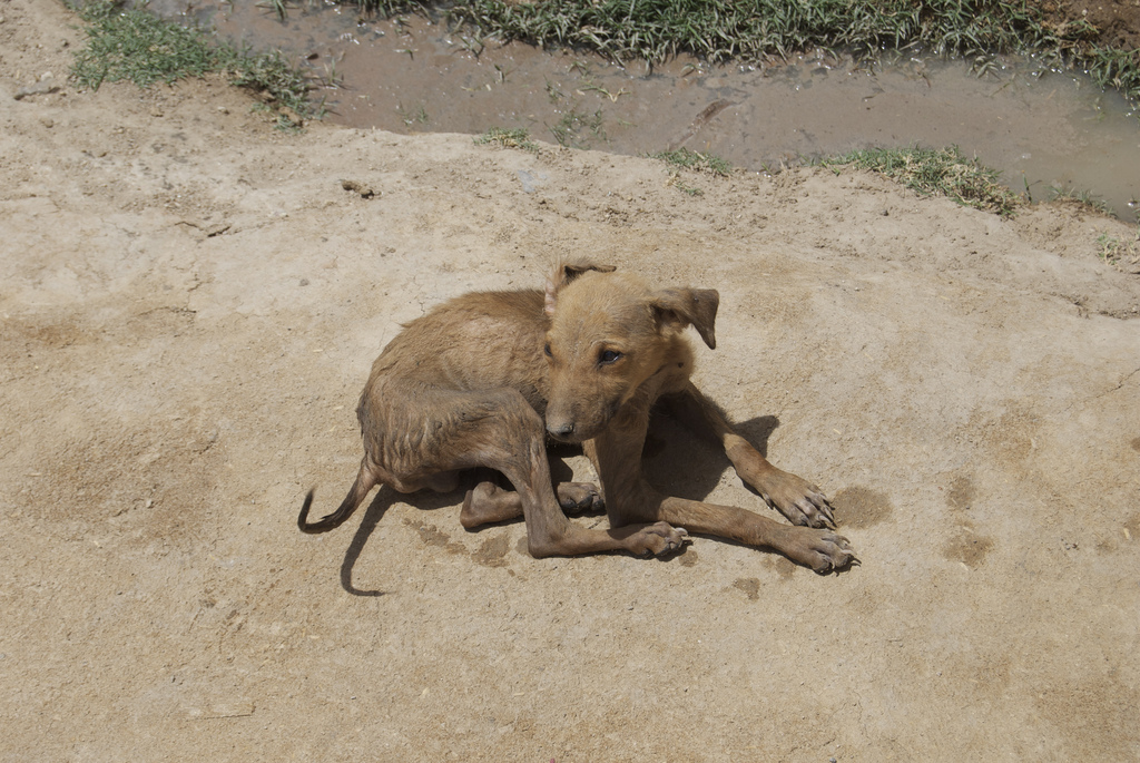 A puppy from a village outside of Jodhpur, India. Credit, Andy Yoak.