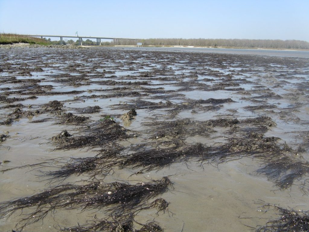 A Japanese seaweed gains a holds on a mudflat in Charleston Harbor, S.C., by clinging to tube-building decorator worms (Diopatra cuprea) rooted firmly in the mud. The invasive Gracilaria vermiculophylla seaweed provides shelter for a small native crustacean. Credit, Erik Sorka.
