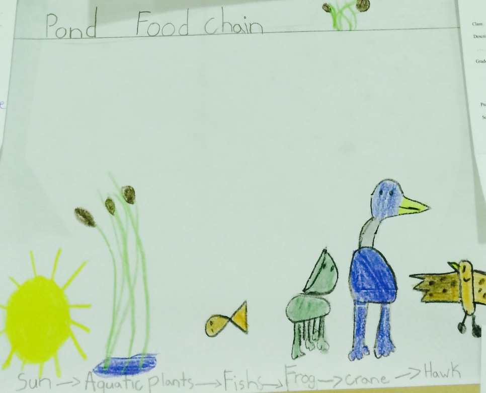 An elementary school student imagines a food chain. Chris Buddle.