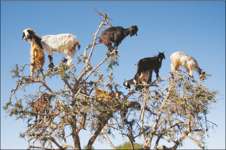Goats graze on an argan tree in southwestern Morocco. In the fruiting season, many clean argan nuts are spat out by the goats while chewing their cud. Credit: H Garrido/EBD-CSIC