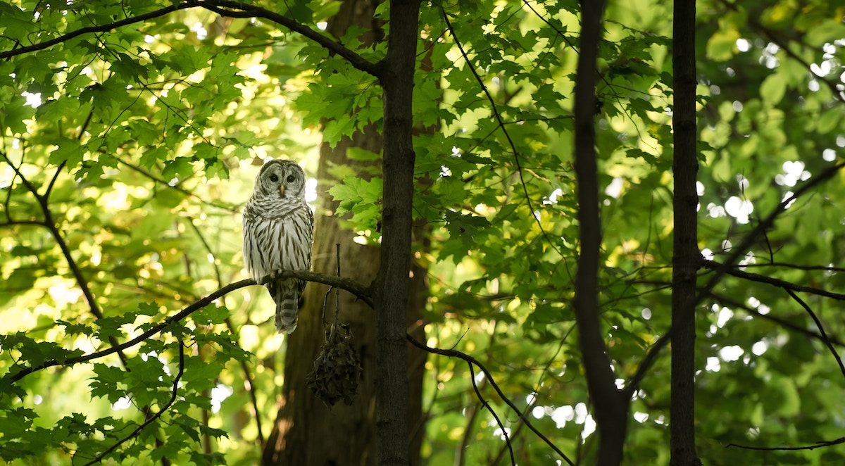 Picture of an owl in a forest