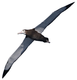 Graphic of an Albatross flying.