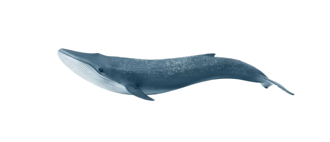 Graphic image of a blue whale.