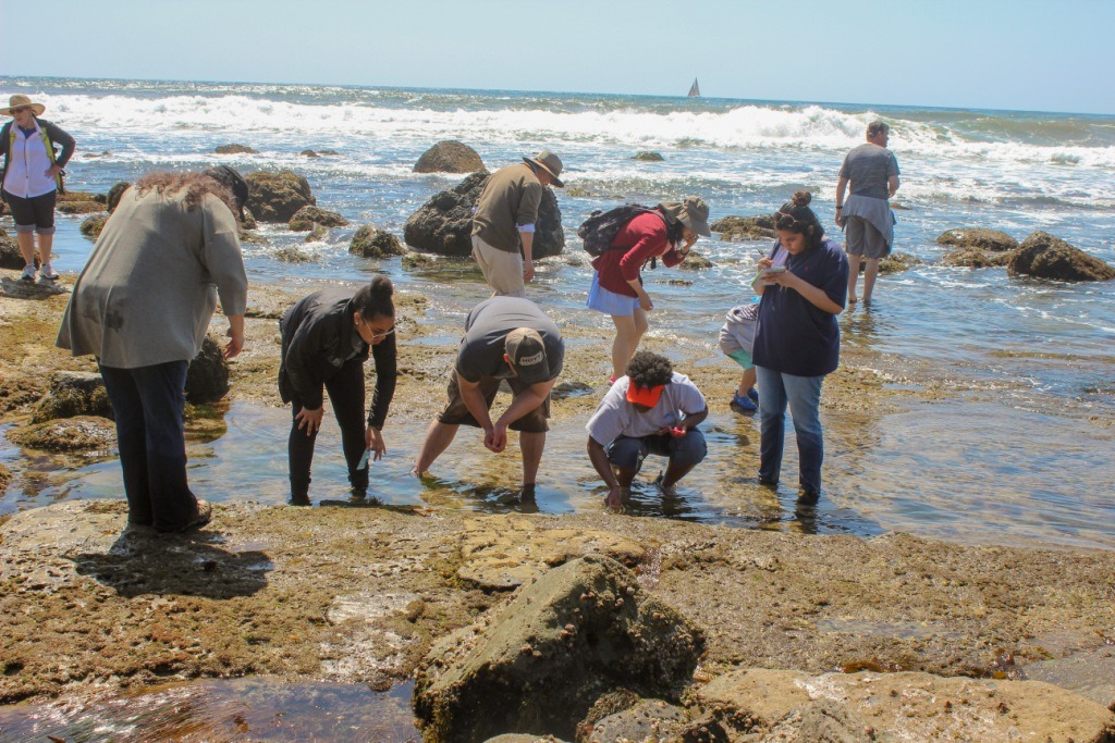 People collect specimens near the shore. 