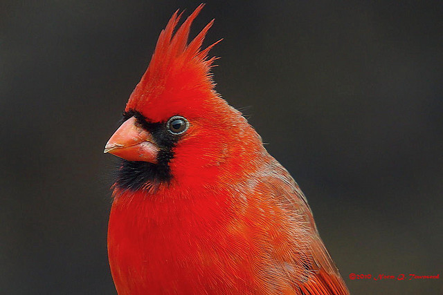 Male cardinal. Credit: Norm Townsend