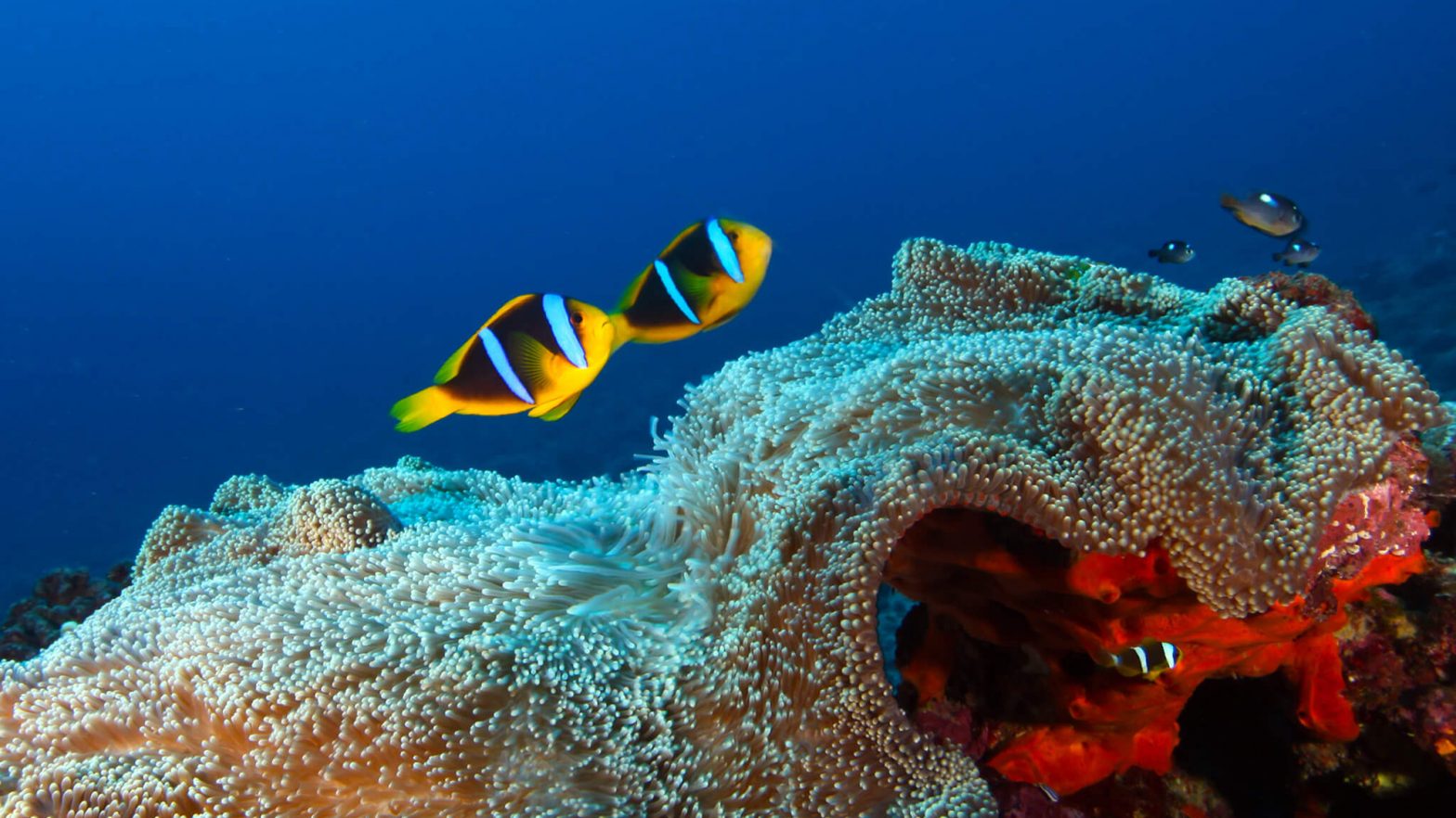 Two fish swim over a reef.