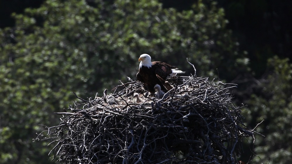 An Eagle in the Channel Islands, west of Long Beach, California, sits atop a nest.