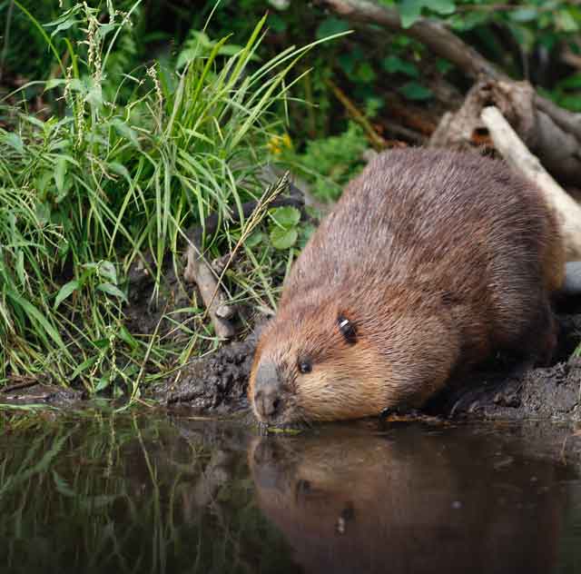 A beaver takes a drink from a still pond.