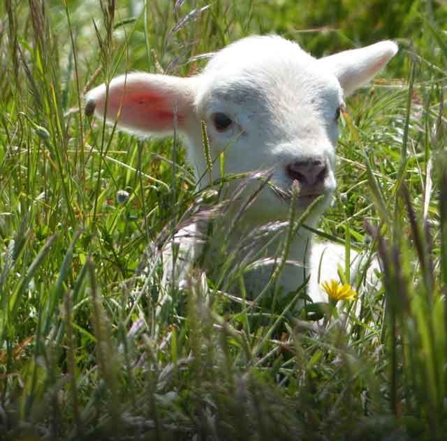 A lamb sits in a lush field.