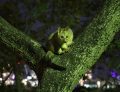 A brushtail possum in a tree at night, with city lights in the background