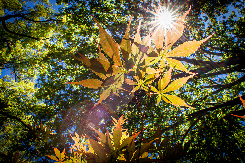 Sunlight through fall leaves in downtown Sacramento. CA.