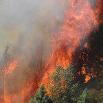 . The Rim Fire blazes in tree crowns of the Stanislaus National Forest, California, in late August, 2013. Photo by Mike McMillan, USFS.