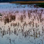 Stone Lakes National Wildlife Refuge. Oct. 2010. Photo, Justine Belson/ USFWS.