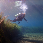 A woman scuba diving in sea grass and bare ocean floor.