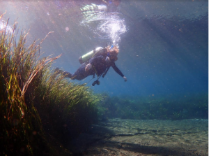 A woman scuba diving in sea grass and bare ocean floor.