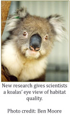 New research gives scientists a koalas’ eye view of habitat quality. Photo credit: Ben Moore