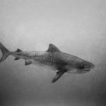 A tiger shark (Galeocerdo cuvier) photographed by Wayne Levin in Hawaiian waters.