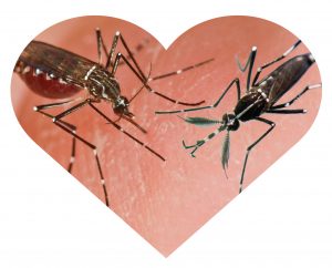 This composite image shows a female yellow fever mosquito (<i>Aedes aegypti</i>, left) and male Asian tiger mosquito (<i>Aedes albopictus</i>, right). Male <i>Ae. albopictus</i> will attempt to mate with females of another mosquito species with overlapping habitat, the yellow fever mosquito (Aedes aegypti). Cross species matings may sterilize the <i>Ae. aegypti</i> females for life and contribute to rapid competitive displacements of <i>A. aegypti</i>, as observed in the areas of the southeast United States associated with tiger mosquito invasions. <i>Photos and graphics by J. Newman, Florida Medical Entomology Laboratory, University of Florida</i>.