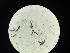 A microscopic image of  A. barretti trophozoites in the midgut tissue of a native North American Aedes triseriatus mosquito. Credit, E. Biro.