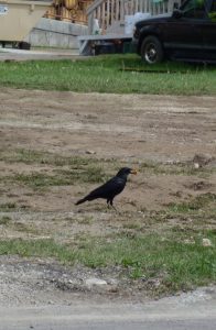 American crow (Corvus brachyrhynchos), with Cheeto. Jackson Hole, Wyoming. Credit, Rhea Esposito.