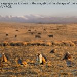 Sage grouse strutting near Boar's Tusk in the Red Desert, Great Divide Basin area of Wyoming, with grazing cattle in the background. Credit USDA?NRCS.